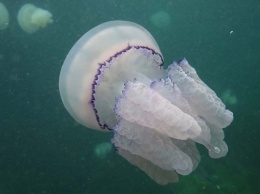 Жителям Херсонщины рассказали, как действовать если ужалила медуза