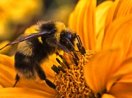Wi-Fi негативно повлиял на пищевое поведение пчел