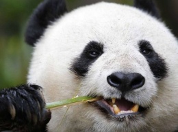 В китайском зоопарке люди закидали панду камнями, чтобы ее расшевелить: видео
