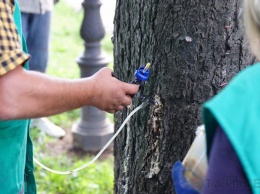 Деревьям возле Одесской мэрии сделали прививки от пожирателей