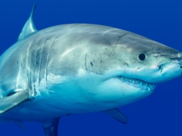 В США белая акула протянула лодку с рыбаками три километра