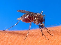 Украинцы жалуются на нашествие комаров