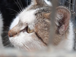 В Одессе котиков из расформированной колонии раздают в добрые руки