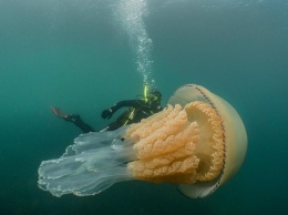 Медуза, размером с человека, попала в кадр