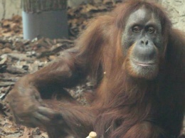 Флора и Жора: в харьковский зоопарк передали орангутанов из Франции