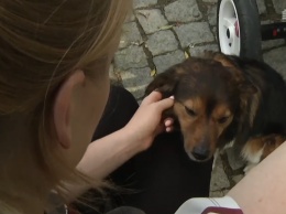 В Польше пес убежал от хозяе и сел на поезд, идущий в город его подруги