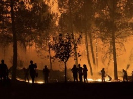 В Португалии вторые сутки бушуют лесные пожары, 20 пострадавших