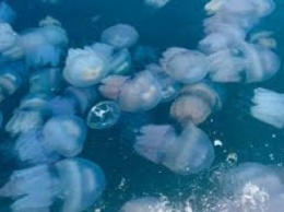 В Кирилловке началось нашествие медуз (видео)