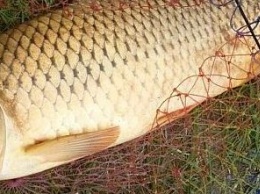 В Запорожской области рыбак убивал рыбу током