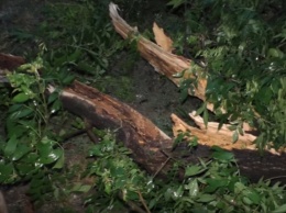В Ужгороде пронесся ураган: повалены деревья и затоплены улицы