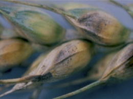 Обильные осадки в Крыму вызвали заболевания пшеницы и ячменя