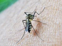 6 насекомых, которые вызывают опасные болезни