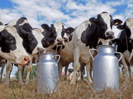 В Украине сокращается производство молока - недостаточно коров
