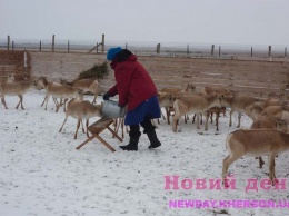 Китайцы разводят сайгаков на Херсонщине