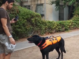 Израильские инженеры разработали "пульт дистанционного управления собакой"
