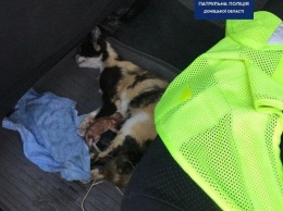 Полицейские спасли сбитую машиной кошку, которая начала рожать