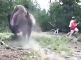 Подбросил на 4 метра: в США агрессивный бизон напал девочку из Одессы - видео