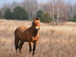 В зоне отчуждения ЧАЭС пересчитали лошадей Пржевальского, прячущихся в лесах