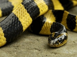 В Днепре появилась очень ядовитая змея, которая может убить каждого, - соцсети