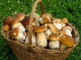 Развенчаны популярные мифы о пользе грибов