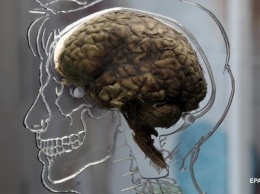 Ученые впервые детально сняли работу мозга