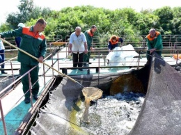 На Запорожской атомной электростанции разводят новый вид рыб