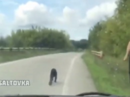 Из Экопарка сбежали две обезьяны: одна из них попыталась уйти от погони (Видео)