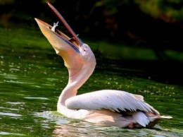 Как под Одессой живут дельфины и розовые пеликаны