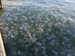 Запорожские курорты атакуют медузы (ФОТО)