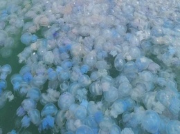 Азовское море атакуют огромные медузы: как уберечь себя и близких