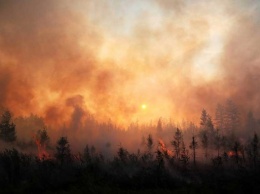 В Сибири неделю горит больше 3 млн га леса, власти РФ ввели режим ЧС и не планируют тушить пожар. Жуткие видео