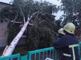 Шквальный ветер в Запорожской области валил деревья и срывал крыши