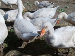 Агрохолдинг Косюка продает птицефабрику на Прикарпатье