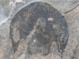 Палеонтологи нашли остатки членистоногих, напоминающие космический корабль