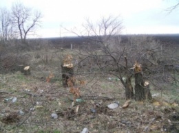 В Запорожской области безнаказанно уничтожают лесополосы (видео)