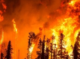 Чиновники РФ говорят, что не станут тушить пожар на 3 миллиона гектаров - не выгодно