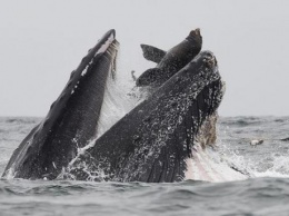 Фотограф сделал снимок кита, который "глотает" морского льва
