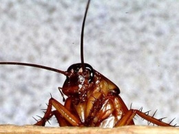 Ученый объяснил, почему избавиться от тараканов невозможно