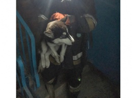 В Лисичанске из горящей квартиры спасли собаку (фото)