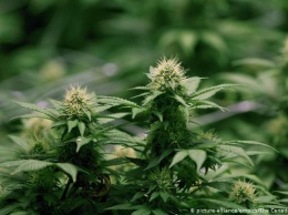 Легализация марихуаны: что принес Канаде конопляный бум