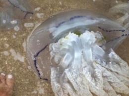 На берег Азовского моря выброшены сотни мертвых медуз