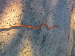 В Днепре поймали огромную оранжевую змею (Фото)