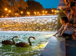 Спасибо всем, кто купался в озере: Кернес переселит черных лебедей из сада Шевченко