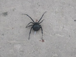 Внимание: Жителей Запорожской области атакуют ядовитые пауки (ФОТО)