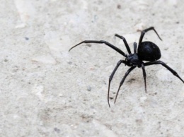 Под Днепром подростка укусил ядовитый паук