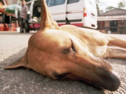 Хамство не знает границ: в Днепре маршрутчик сбил собаку и обматерил пассажирку