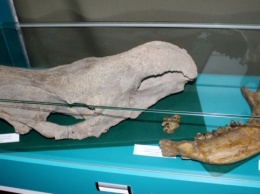 На Житомирщине экспонируют останки уникальных животных