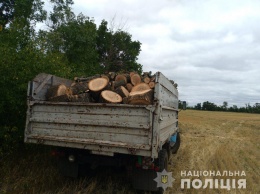 На Днепропетровщине задержали мужчин, которые пилили деревья в лесу