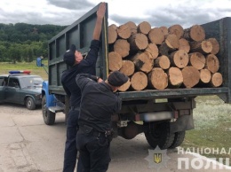 Полиция Харьковщины продолжает борьбу с "черными лесорубами"