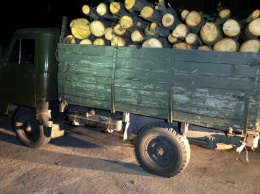 В Левых Солонцах полиция поймала браконьеров, которые вырубывали лес